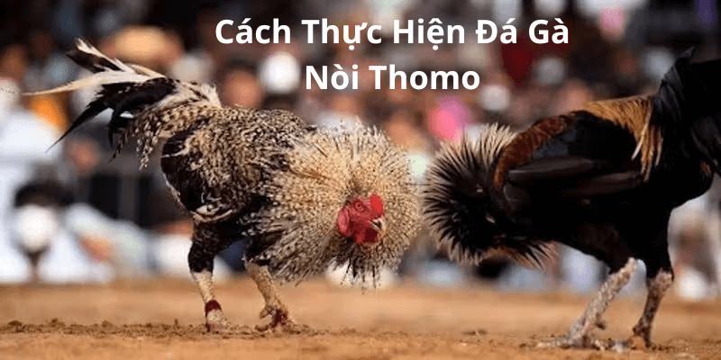 Đá Gà Nòi Thomo