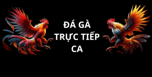 Đá Gà Trực Tiếp Ca