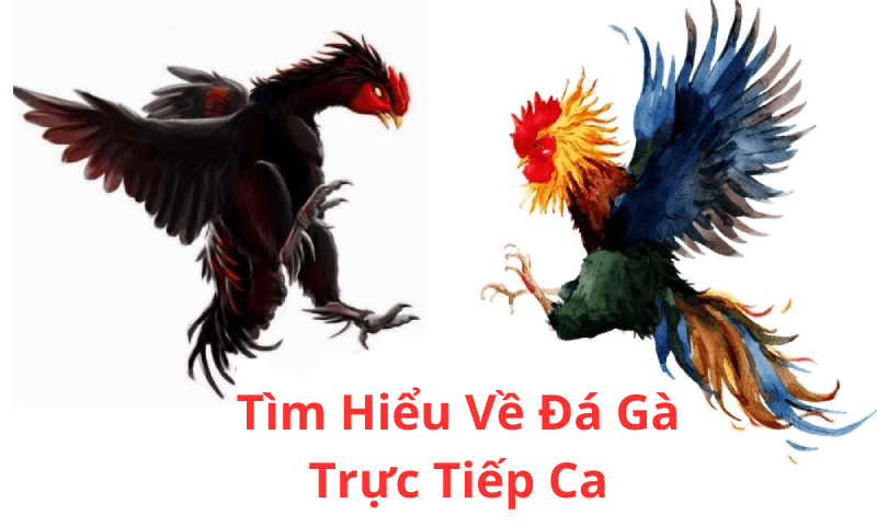 Đá Gà Trực Tiếp Ca