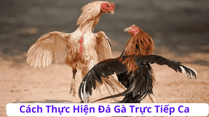 Đá Gà Trực Tiếp Ca