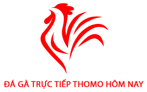 Đá Gà Thomo Trực Tiếp Hôm Nay