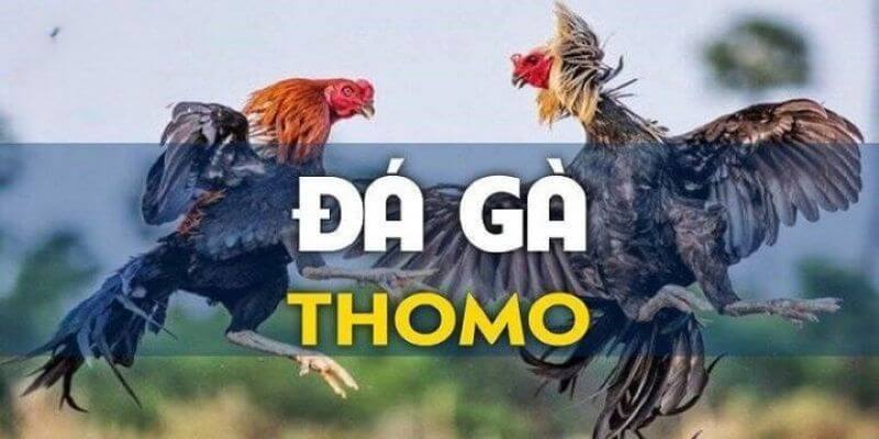 Đá Gà Thomo Trực Tiếp Hôm Nay