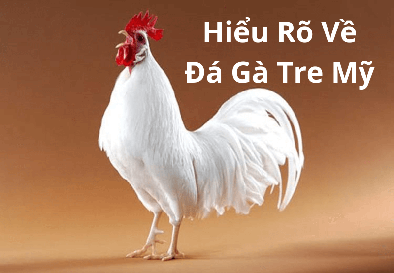 Trực Tiếp Đá Gà Tre Mỹ