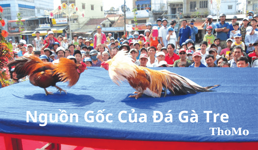 Đá Gà Tre Trực Tiếp Thomo