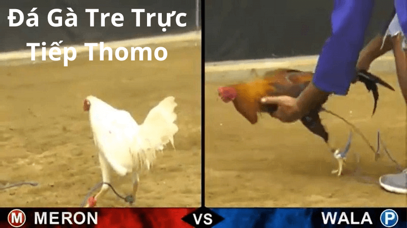 Đá Gà Tre Trực Tiếp Thomo