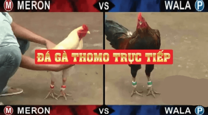 Đá Gà Trường Thomo Trực Tiếp