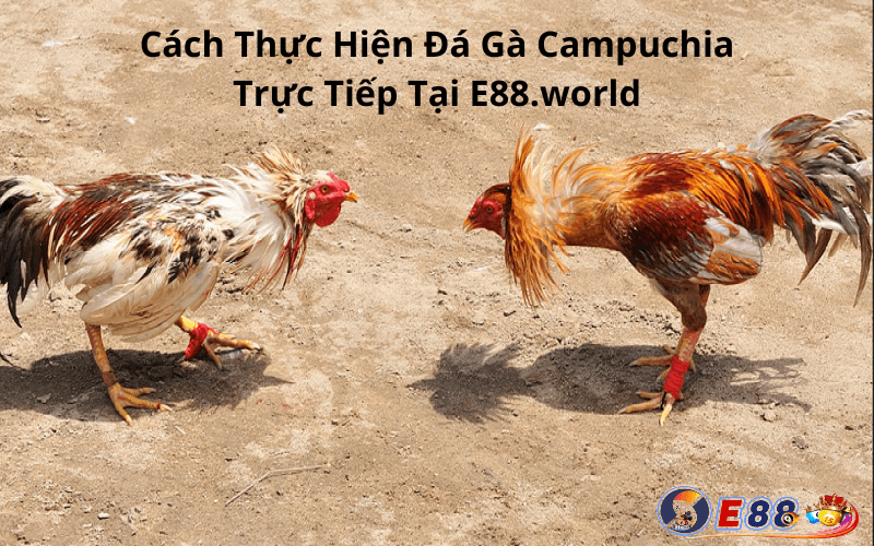 Đá Gà Campuchia Trực Tiếp