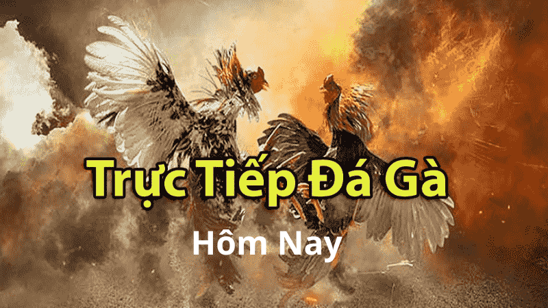 Gà Đá Trực Tiếp Hôm Nay