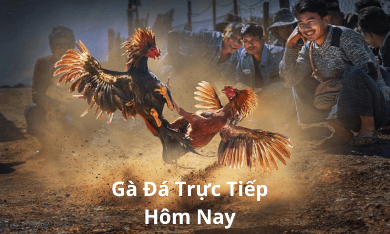 Gà Đá Trực Tiếp Hôm Nay