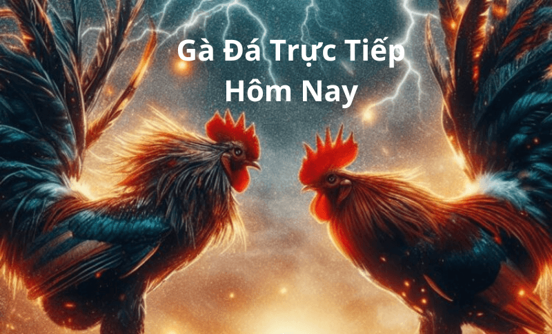 Gà Đá Trực Tiếp Hôm Nay