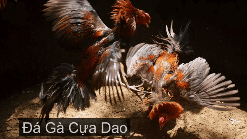 Trực Tiếp Đá Gà Cựa Dao