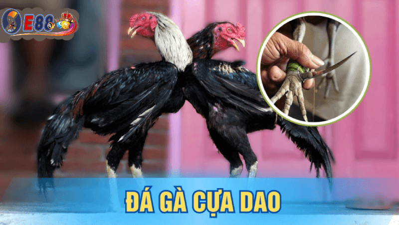 Trực Tiếp Đá Gà Cựa Dao