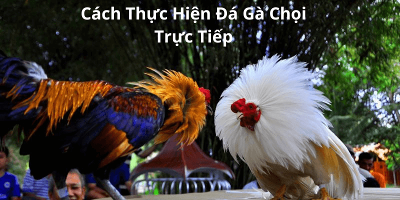 Trực Tiếp Đá Gà Chọi