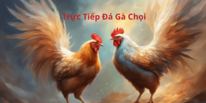 Trực Tiếp Đá Gà Chọi