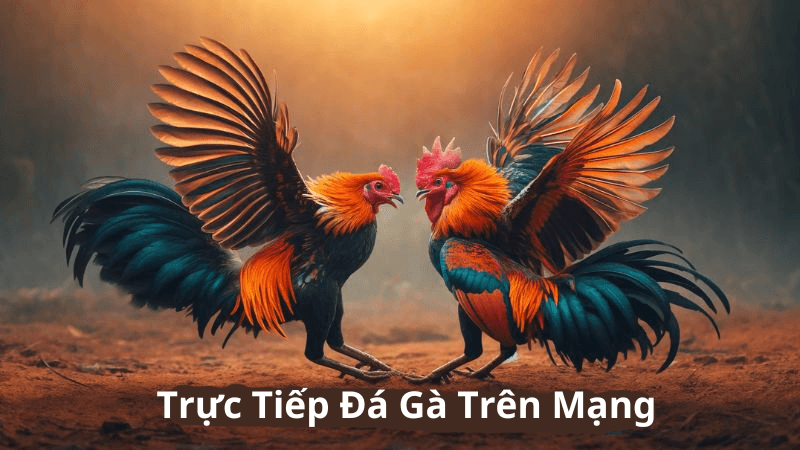 Trực Tiếp Đá Gà Trên Mạng