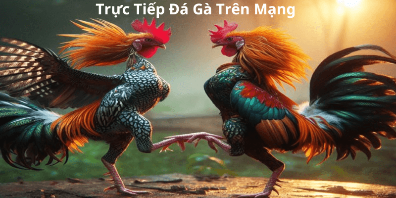 Trực Tiếp Đá Gà Trên Mạng