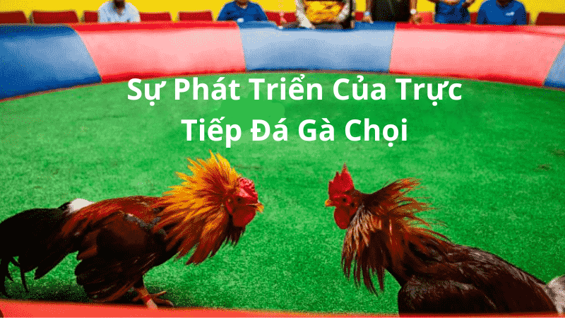 Trực Tiếp Đá Gà Chọi