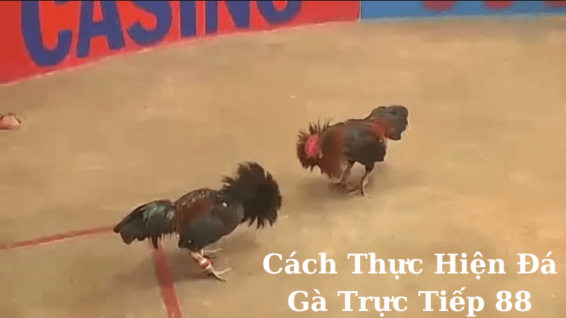 Đá Gà Trực Tiếp 88