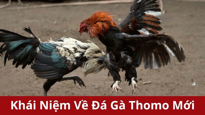 Đá Gà Thomo Mới