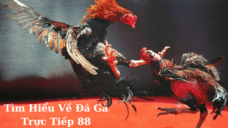 Đá Gà Trực Tiếp 88