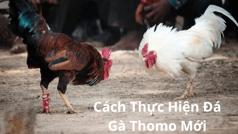 Đá Gà Thomo Mới