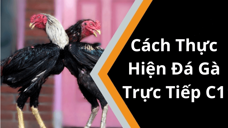 Đá Gà Trực Tiếp C1