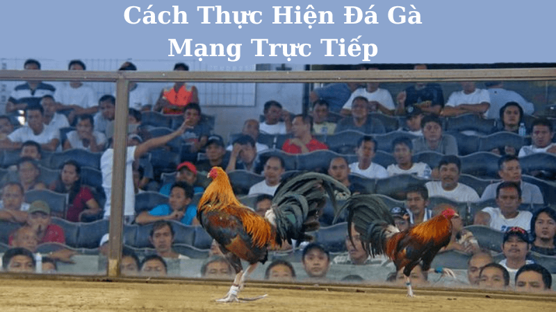 Đá Gà Mạng Trực Tiếp