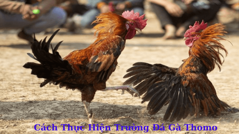 Trường Đá Gà Thomo