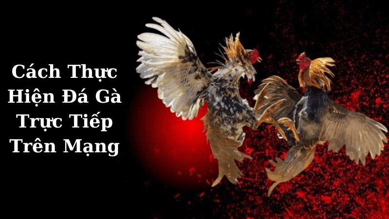 Đá Gà Trực Tiếp Trên Mạng